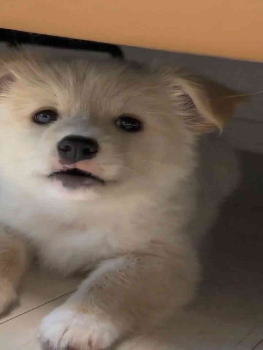cutie puppy barking 🔥🐕